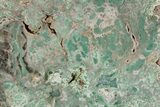 Rare, Green, Chromium-Rich Petrified Wood Section - Arizona #245858-1